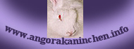 www.angorakaninchen.info