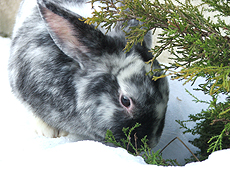 Kaspar