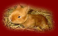 Satinjunges rot