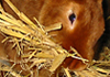 Nestbau