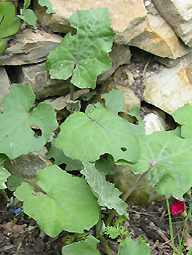 Huflattich