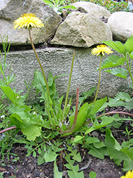 L�wenzahn