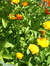 Ringelblume