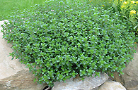 Thymian