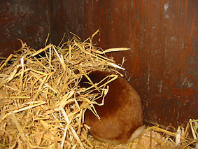 H�sin beim Nestbau