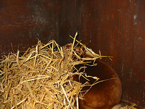 H�sin beim Nestbau