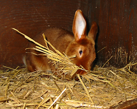 H�sin beim Nestbau
