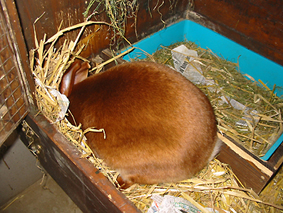 H�sin beim Nestbau