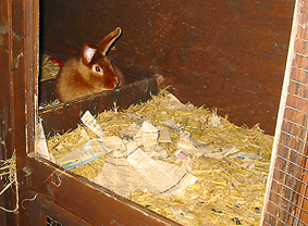 H�sin beim Nestbau