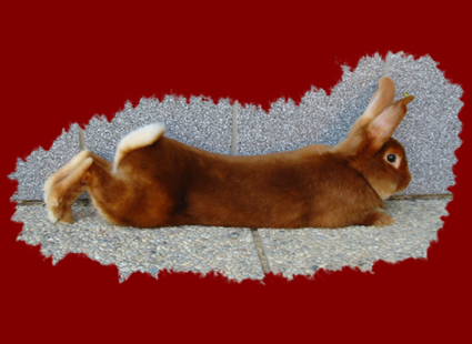 Rammler Petzi