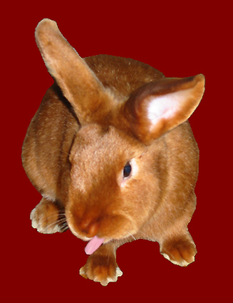 Rammler Jerry