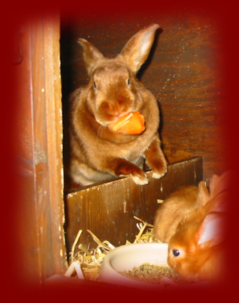 H�sin beim Nestbau