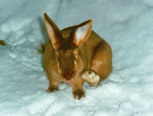 Rammler Lupo