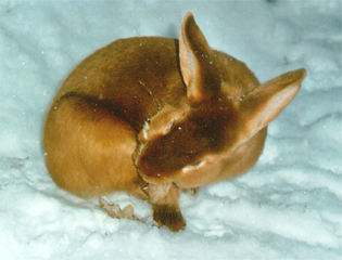 Rammler Lupo