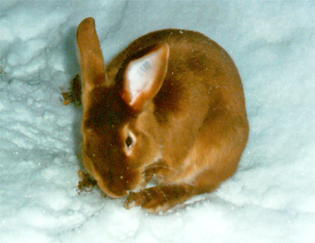 Rammler Lupo