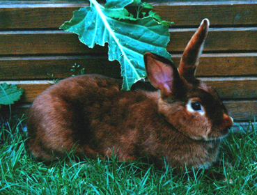H�sin Prinzessin