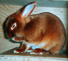 Sweety