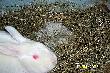 H�sin mit Jungen