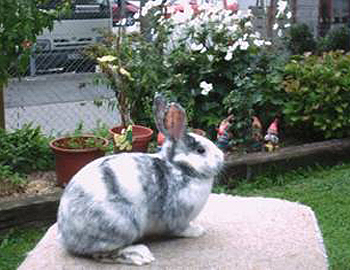 Rh�n Satinkaninchen