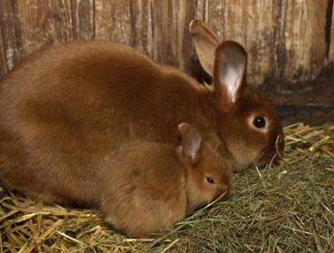 H�sin mit Jungen